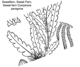 Sweetfern, Sweet Fern, Sweet-fern Comptonia peregrina