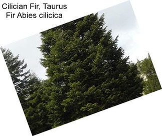 Cilician Fir, Taurus Fir Abies cilicica