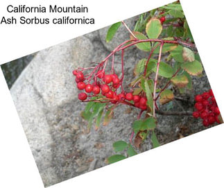 California Mountain Ash Sorbus californica