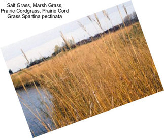 Salt Grass, Marsh Grass, Prairie Cordgrass, Prairie Cord Grass Spartina pectinata