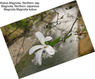 Kobus Magnolia, Northern Jap. Magnolia, Northern Japanese Magnolia Magnolia kobus