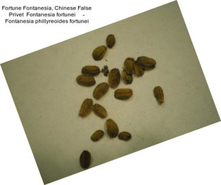 Fortune Fontanesia, Chinese False Privet  Fontanesia fortunei     - Fontanesia phillyreoides fortunei