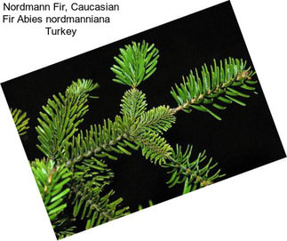 Nordmann Fir, Caucasian Fir Abies nordmanniana    Turkey