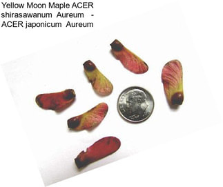 Yellow Moon Maple ACER shirasawanum  Aureum   - ACER japonicum  Aureum