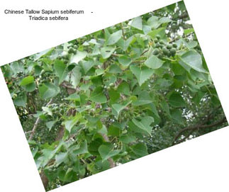Chinese Tallow Sapium sebiferum     - Triadica sebifera