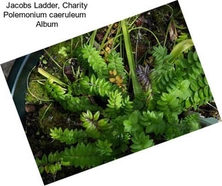 Jacobs Ladder, Charity Polemonium caeruleum   Album