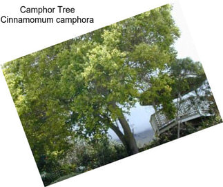 Camphor Tree Cinnamomum camphora