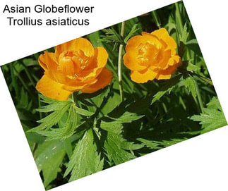 Asian Globeflower Trollius asiaticus