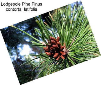 Lodgepole Pine Pinus contorta  latifolia