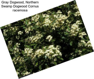 Gray Dogwood, Northern Swamp Dogwood Cornus racemosa