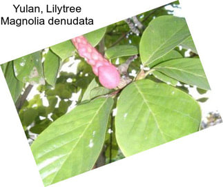 Yulan, Lilytree Magnolia denudata