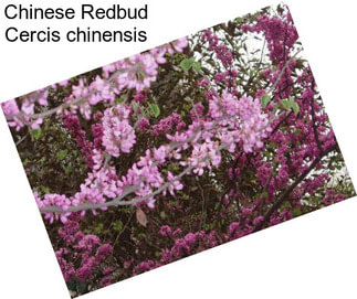 Chinese Redbud Cercis chinensis