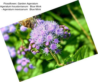 Flossflower, Garden Ageratum Ageratum houstonianum   Blue Mink  - Ageratum mexicanum   Blue Mink