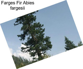 Farges Fir Abies fargesii