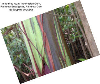 Mindanao Gum, Indonesian Gum, Rainbow Eucalyptus, Rainbow Gum Eucalyptus deglupta