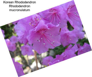 Korean Rhododendron Rhododendron mucronulatum