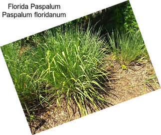 Florida Paspalum Paspalum floridanum