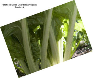 Fordhook Swiss Chard Beta vulgaris   Fordhook