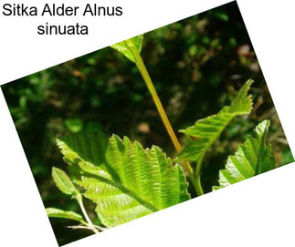 Sitka Alder Alnus sinuata