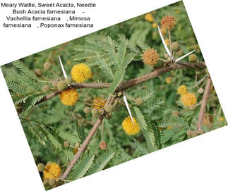 Mealy Wattle, Sweet Acacia, Needle Bush Acacia farnesiana     - Vachellia farnesiana    , Mimosa farnesiana    , Poponax farnesiana