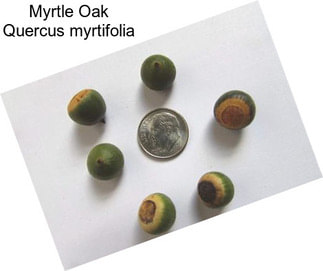 Myrtle Oak Quercus myrtifolia