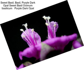 Sweet Basil, Basil, Purple Dark Opal Sweet Basil Ocimum basilicum   Purple Dark Opal