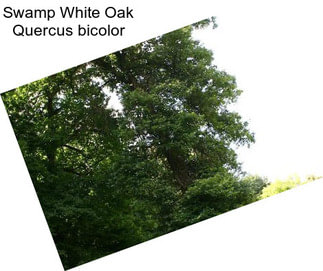 Swamp White Oak Quercus bicolor