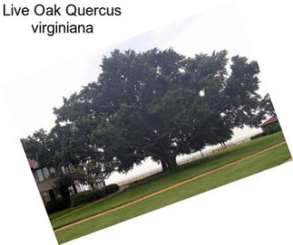 Live Oak Quercus virginiana