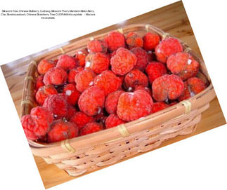 Silkworm Tree, Chinese Mulberry, Cudrang, Silkworm Thorn, Mandarin Melon Berry, Che, Storehousebush, Chinese Strawberry Tree CUDRANIA tricuspidata     - Maclura tricuspidata