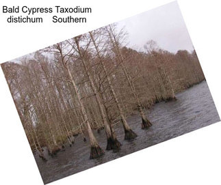 Bald Cypress Taxodium distichum    Southern