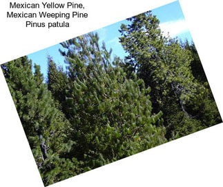 Mexican Yellow Pine, Mexican Weeping Pine Pinus patula