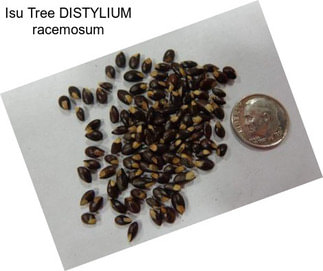 Isu Tree DISTYLIUM racemosum