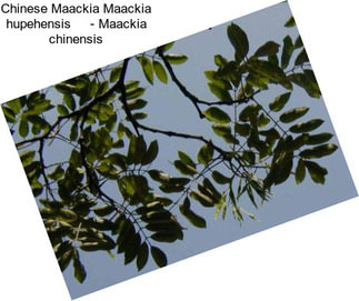 Chinese Maackia Maackia hupehensis     - Maackia chinensis