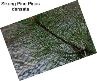 Sikang Pine Pinus densata