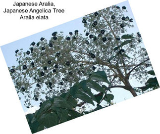 Japanese Aralia, Japanese Angelica Tree Aralia elata