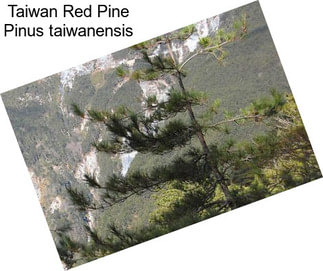 Taiwan Red Pine Pinus taiwanensis