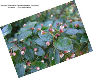 Milkflower Cotoneaster, Parney Cotoneaster Cotoneaster coriaceus     - Cotoneaster lacteus