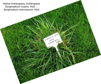 Yellow Indiangrass, Indiangrass Sorghastrum nutans  Holt   - Sorghastrum avenaceum  Holt