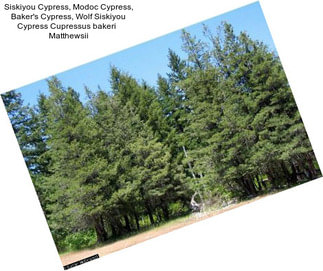 Siskiyou Cypress, Modoc Cypress, Baker\'s Cypress, Wolf Siskiyou Cypress Cupressus bakeri   Matthewsii