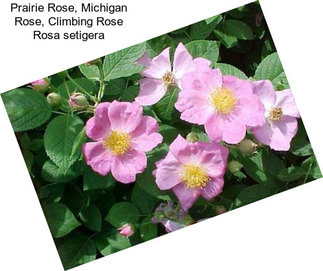 Prairie Rose, Michigan Rose, Climbing Rose Rosa setigera