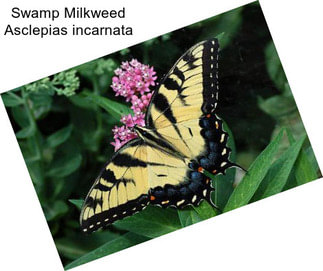 Swamp Milkweed Asclepias incarnata