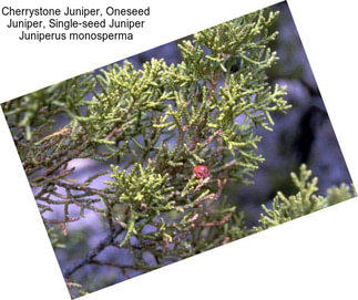 Cherrystone Juniper, Oneseed Juniper, Single-seed Juniper Juniperus monosperma