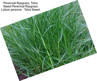 Perennial Ryegrass, Tetra Sweet Perennial Ryegrass Lolium perenne   Tetra Sweet