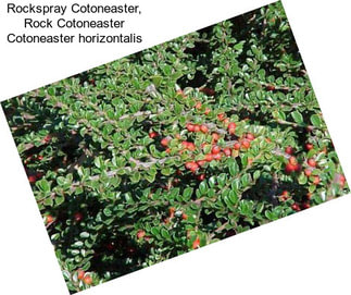Rockspray Cotoneaster, Rock Cotoneaster Cotoneaster horizontalis