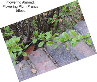 Flowering Almond, Flowering Plum Prunus triloba