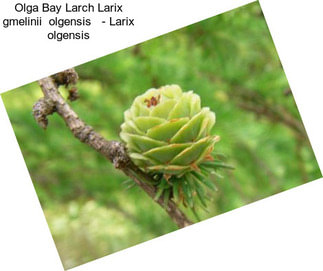 Olga Bay Larch Larix gmelinii  olgensis   - Larix olgensis