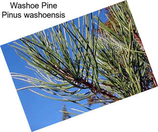 Washoe Pine Pinus washoensis