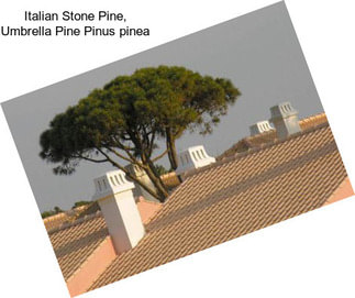 Italian Stone Pine, Umbrella Pine Pinus pinea