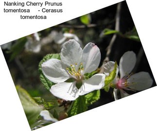 Nanking Cherry Prunus tomentosa     - Cerasus tomentosa