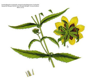 Nodding Beggartick, Nodding Bur-marigold, Nodding Beggarsticks, Nodding Bur Marigold, Bur Marigold, Pitchfork Weed, Sticktight, Sticktights, Tickseed Sunflower Bidens cernua